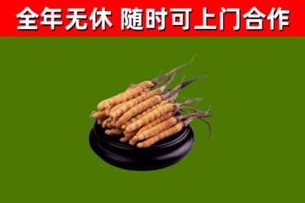 淄川回收冬虫夏草