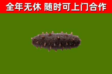 淄川回收海参干